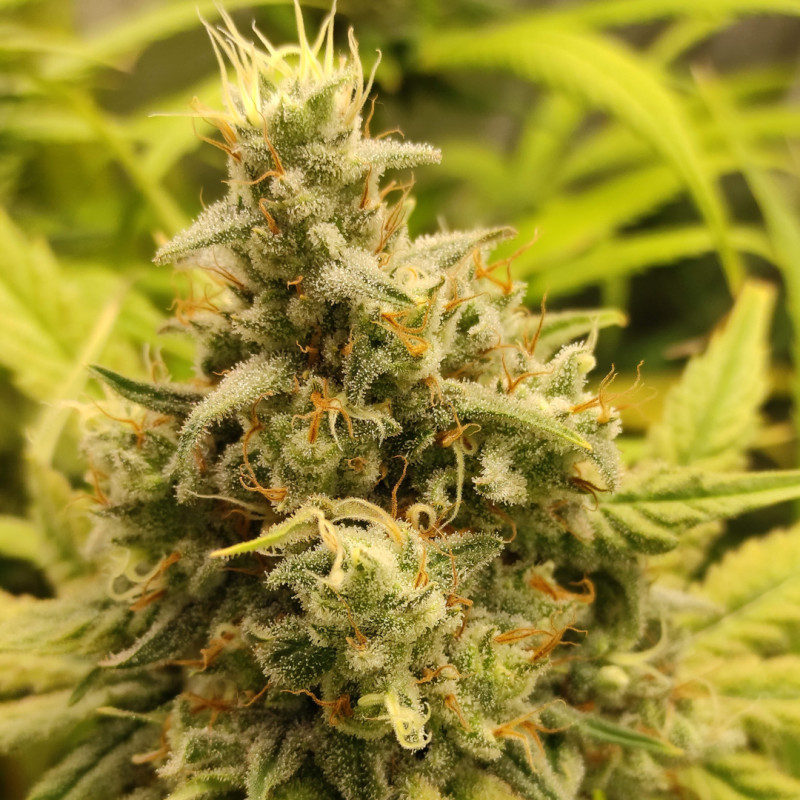 Acquistate i semi di cannabis di Gorilla Super Glue di SSSC | Dutch Passion Acquistate i semi di cannabis di Gorilla Super Glue di SSSC | Dutch Passion