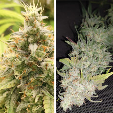 Buy GG4 Cannabis Seeds by SSSC | Dutch Passion
