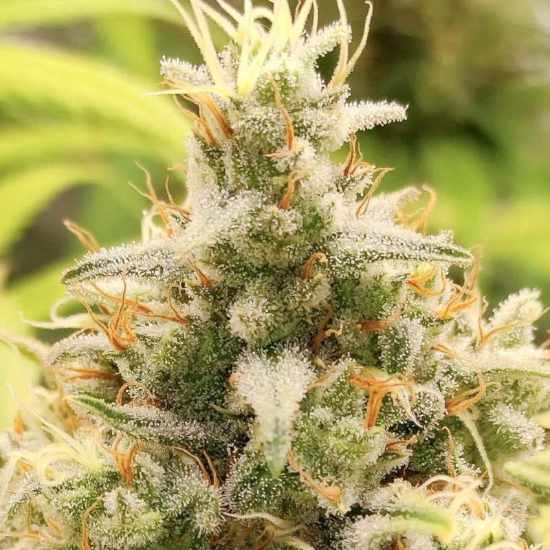 GSG Buy GG4 Cannabis Seeds by SSSC | Dutch Passion