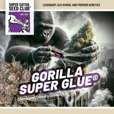 Acquistate i semi di cannabis di Gorilla Super Glue di SSSC | Dutch Passion Acquistate i semi di cannabis di Gorilla Super Glue di SSSC | Dutch Passion