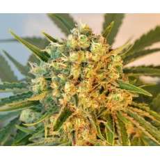 Freddy's Best® (haze) | Graines de cannabis discontinuées