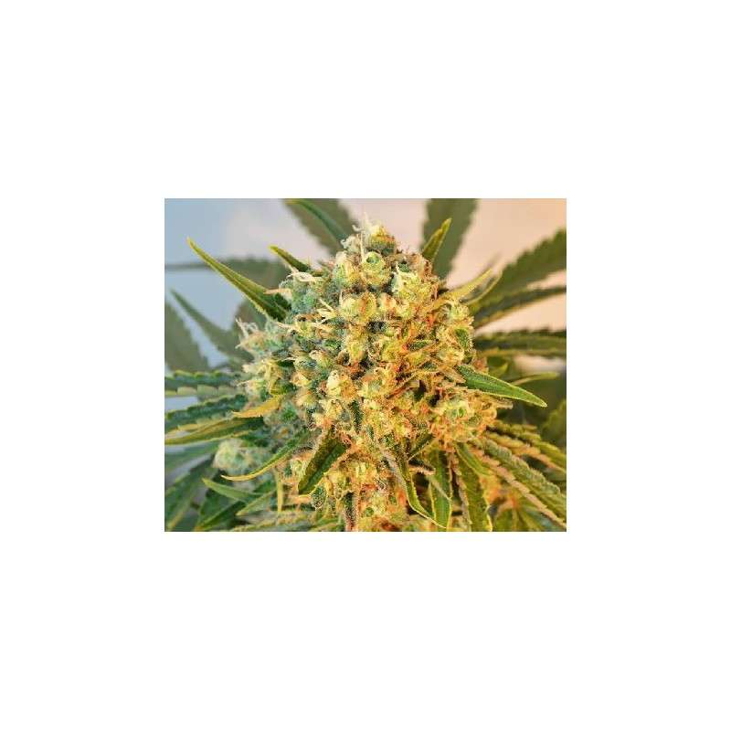 Freddy's Best® (haze) | Graines de cannabis discontinuées