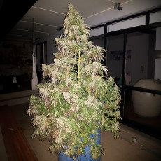 Semi di Cannabis di Durban Dew (Semi di Cannabis femminizzati) | Dutch Passion IT Semi di Cannabis di Durban Dew (Semi di Cannabis femminizzati) | Dutch Passion IT