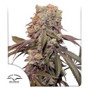 Kup nasiona konopi Auto Candy Bubatz XL® | Dutch Passion