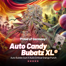 Comprar semillas de cannabis Auto Candy Bubatz XL® | Dutch Passion ES Comprar semillas de cannabis Auto Candy Bubatz XL® | Dutch Passion ES