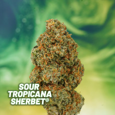 Semillas de Cannabis Sour Tropicana Sherbet | Dutch Passion ES Semillas de Cannabis Sour Tropicana Sherbet | Dutch Passion ES
