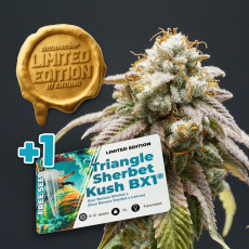 Semillas de Cannabis Sour Tropicana Sherbet | Dutch Passion ES Semillas de Cannabis Sour Tropicana Sherbet | Dutch Passion ES
