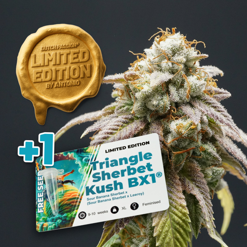 Semillas de Cannabis Sour Tropicana Sherbet | Dutch Passion ES Semillas de Cannabis Sour Tropicana Sherbet | Dutch Passion ES