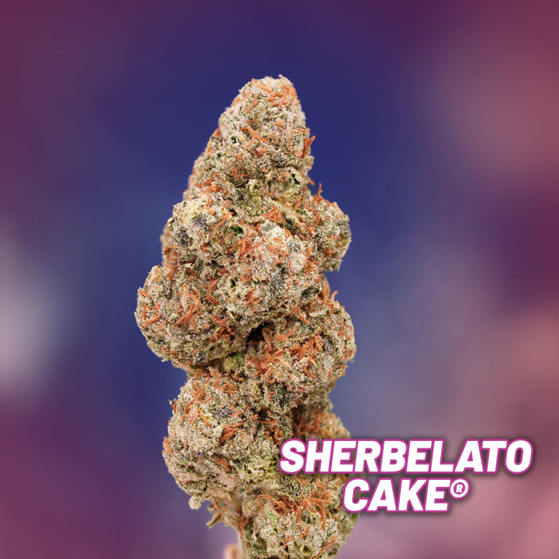 Semillas de Cannabis Sherbelato Cake | Dutch Passion ES Semillas de Cannabis Sherbelato Cake | Dutch Passion ES