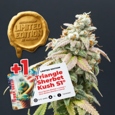 Semillas de Cannabis Sherbelato Cake | Dutch Passion ES Semillas de Cannabis Sherbelato Cake | Dutch Passion ES
