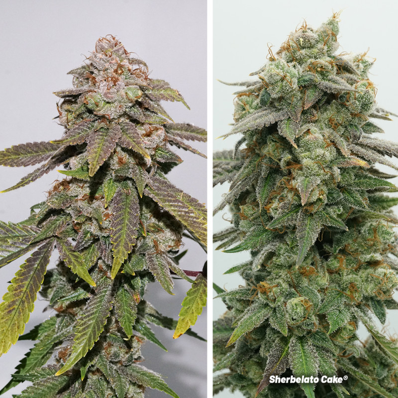 Semillas de Cannabis Sherbelato Cake | Dutch Passion ES Semillas de Cannabis Sherbelato Cake | Dutch Passion ES