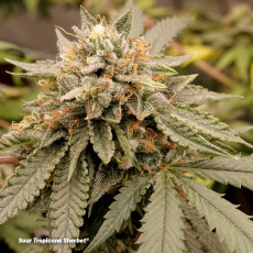 Semillas de Cannabis Sour Tropicana Sherbet | Dutch Passion ES Semillas de Cannabis Sour Tropicana Sherbet | Dutch Passion ES