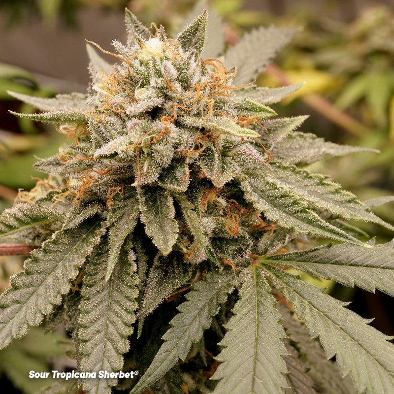 Semillas de Cannabis Sour Tropicana Sherbet | Dutch Passion ES Semillas de Cannabis Sour Tropicana Sherbet | Dutch Passion ES