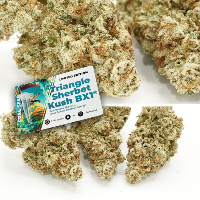 Semillas de Cannabis Sour Tropicana Sherbet | Dutch Passion ES Semillas de Cannabis Sour Tropicana Sherbet | Dutch Passion ES