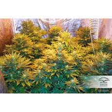 Dark Delight® | Graines de cannabis discontinuées