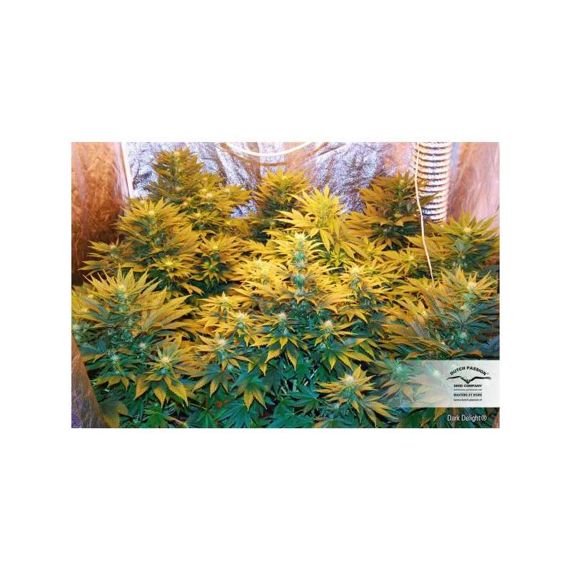 Dark Delight® | Graines de cannabis discontinuées