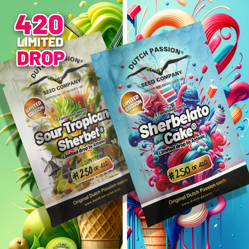 Semillas de Cannabis Sour Tropicana Sherbet | Dutch Passion ES Semillas de Cannabis Sour Tropicana Sherbet | Dutch Passion ES