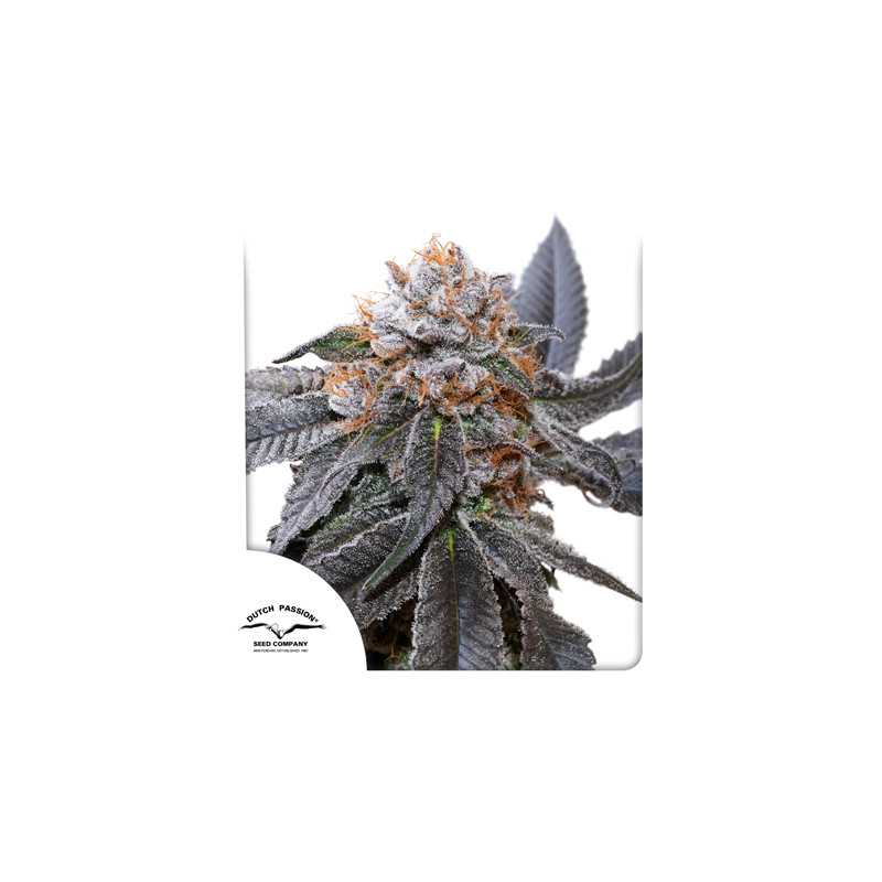 Semi di cannabis Blue Zushi | Dutch Passion IT