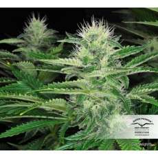 Dark Delight® | Graines de cannabis discontinuées
