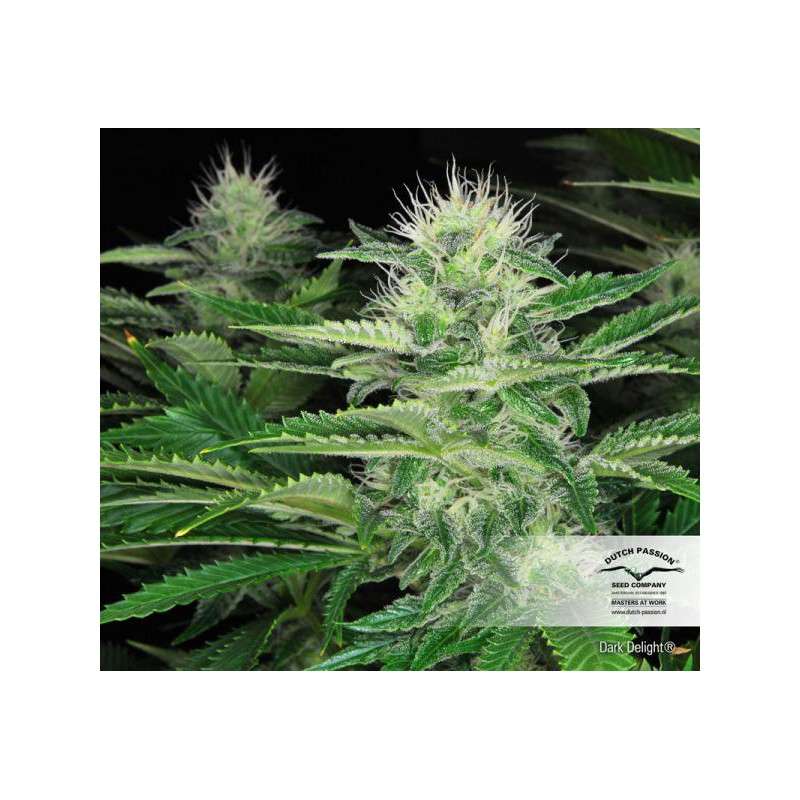 Dark Delight® | Graines de cannabis discontinuées