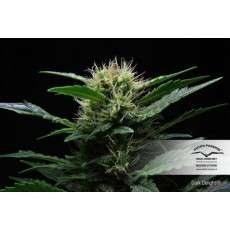 Dark Delight® | Graines de cannabis discontinuées
