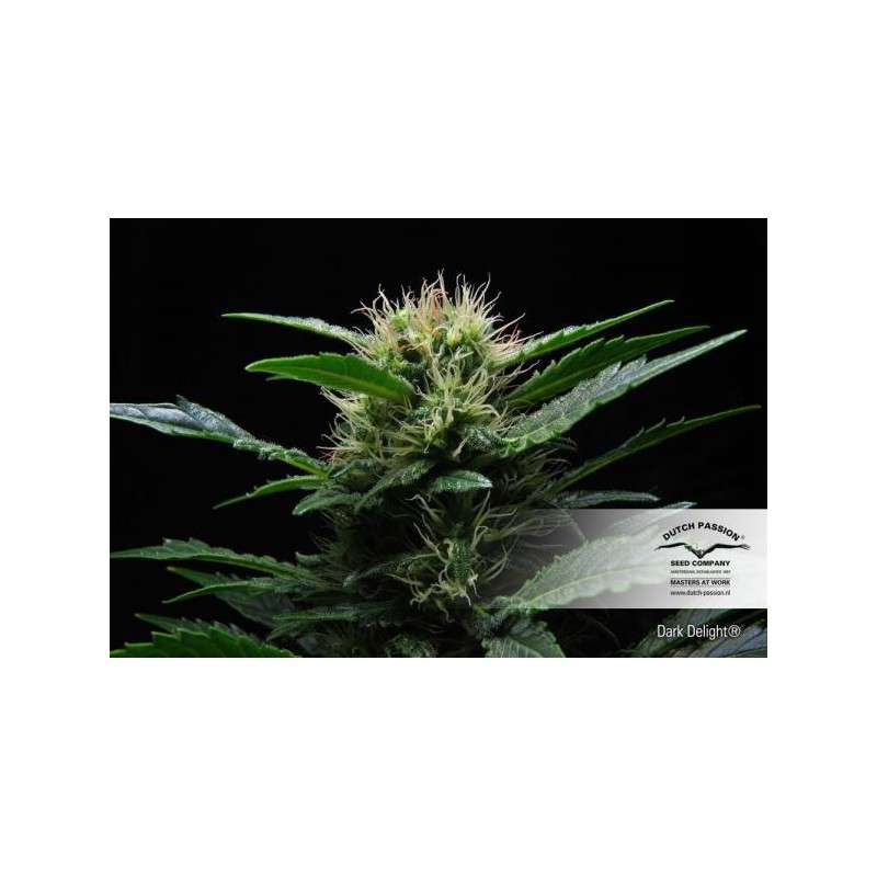 Dark Delight® | Graines de cannabis discontinuées
