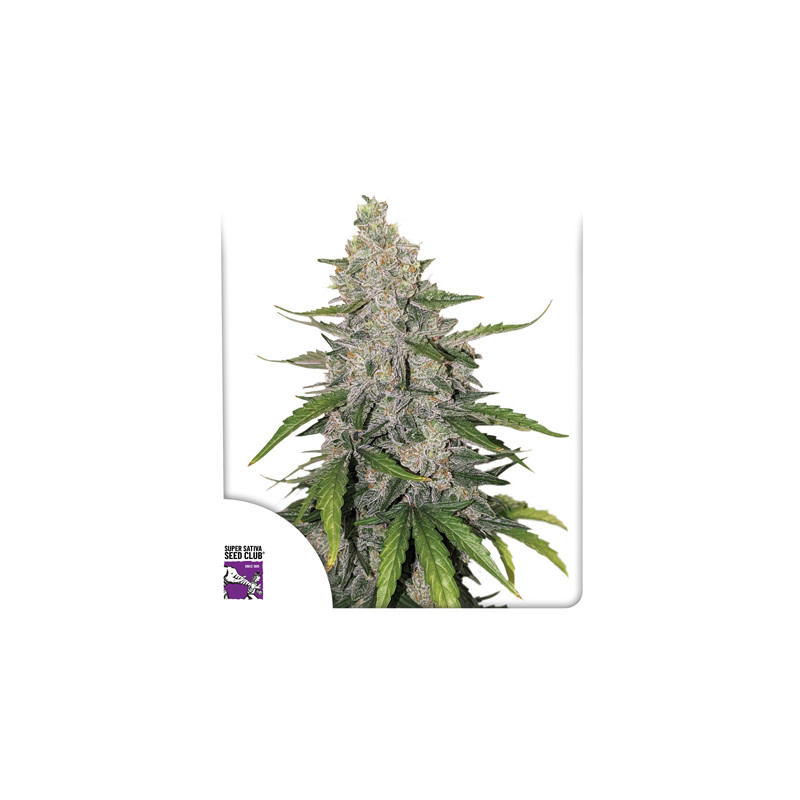 Buy Auto Purple OG Punch Cannabis Seeds | Dutch Passion