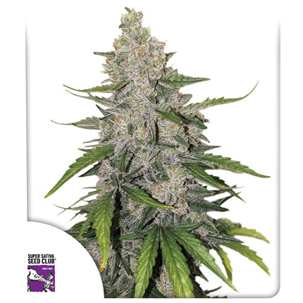 Buy Auto Purple OG Punch Cannabis Seeds | Dutch Passion