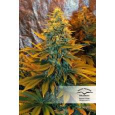 Dark Delight® | Graines de cannabis discontinuées