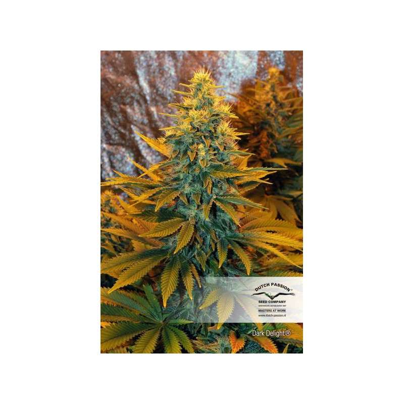 Dark Delight® | Graines de cannabis discontinuées