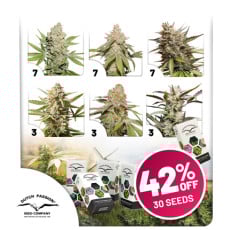Autoflower Cannabis Seeds Package Deal | Dutch Passion