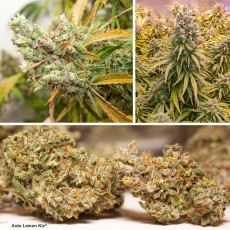 Autoflower Package Deal Autoflower Package Deal