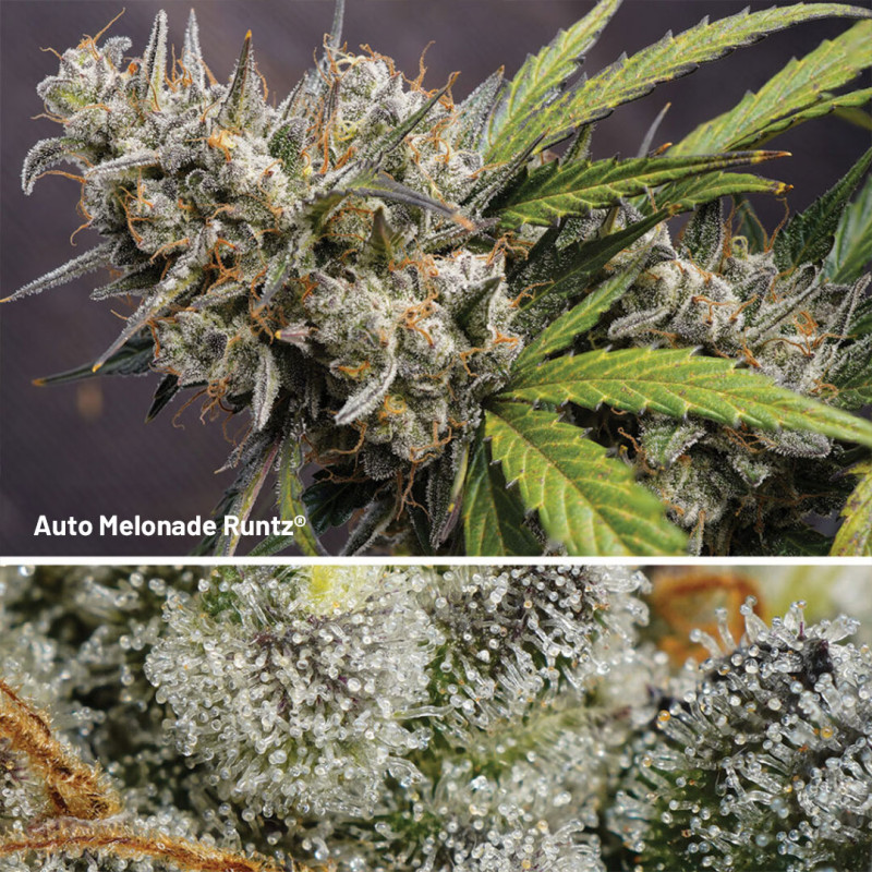 Autoflower Package Deal Autoflower Package Deal