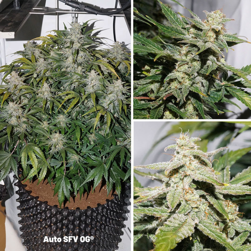 Autoflower Package Deal Autoflower Package Deal