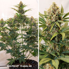 Autoflower Package Deal Autoflower Package Deal