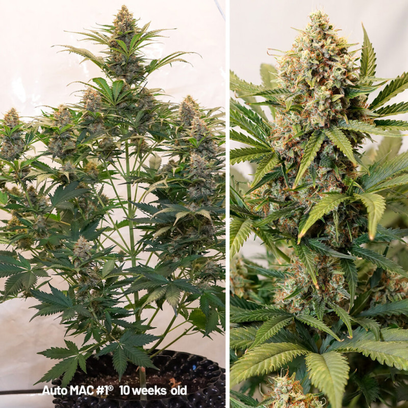 Autoflower Package Deal Autoflower Package Deal