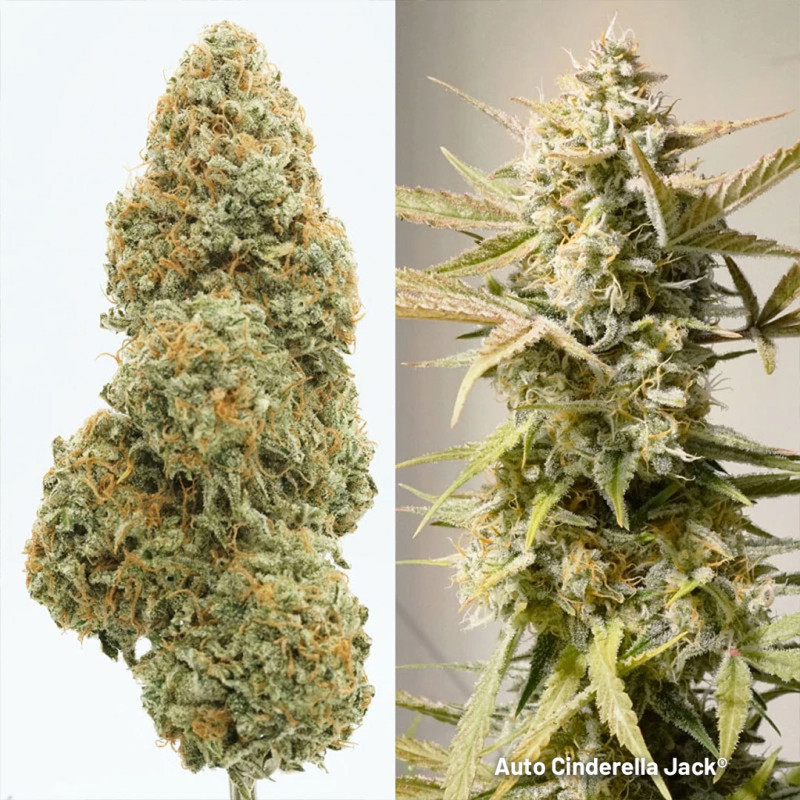 Autoflower Package Deal Autoflower Package Deal
