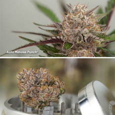 Autoflower Package Deal Autoflower Package Deal