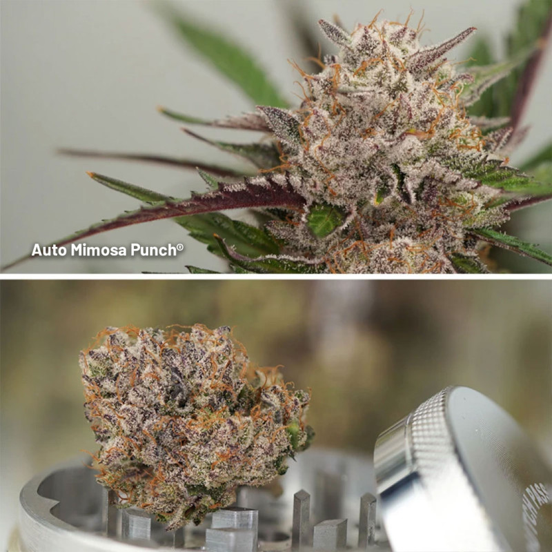 Autoflower Package Deal Autoflower Package Deal