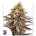 Acquistate i semi di cannabis di Gorilla Super Glue di SSSC | Dutch Passion