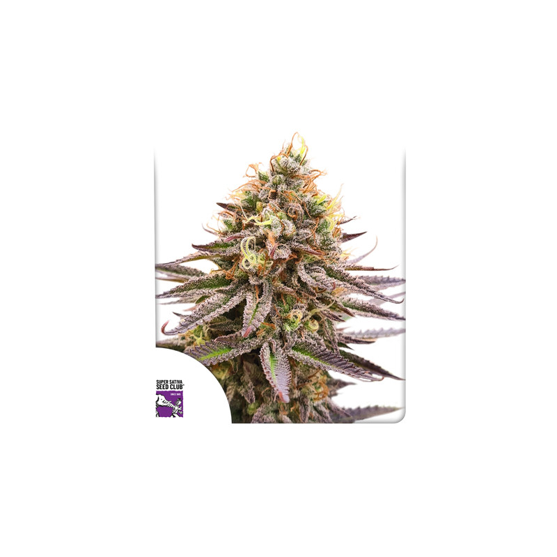 Acquistate i semi di cannabis di Gorilla Super Glue di SSSC | Dutch Passion