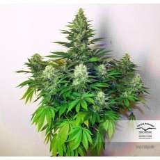 Dark Delight® | Graines de cannabis discontinuées