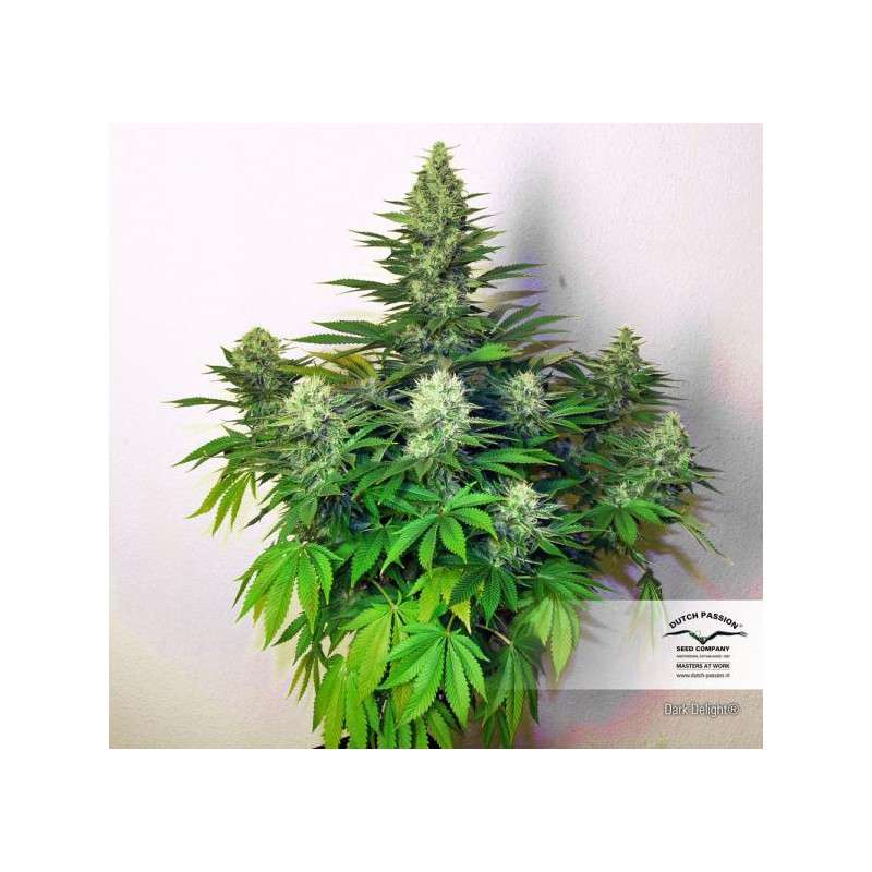 Dark Delight® | Graines de cannabis discontinuées