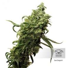 Dark Delight® | Graines de cannabis discontinuées