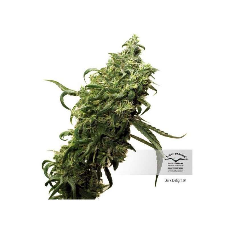Dark Delight® | Graines de cannabis discontinuées