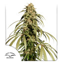 Buy Ice Cream Haze® Cannabis Seeds | Dutch Passion UK