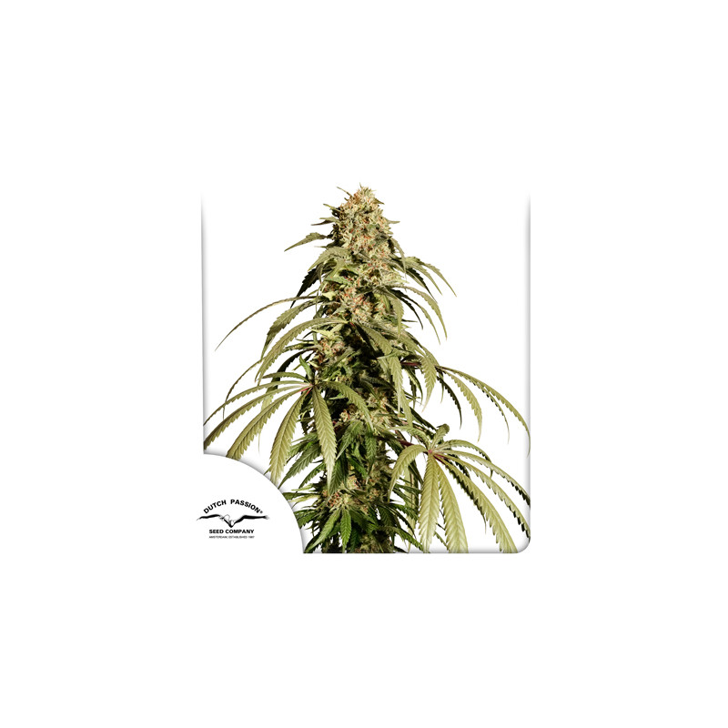 Buy Ice Cream Haze® Cannabis Seeds | Dutch Passion UK
