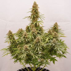 Auto Euforia® - Semi di Cannabis Autofiorenti | Dutch Passion IT Auto Euforia® - Semi di Cannabis Autofiorenti | Dutch Passion IT