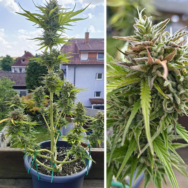 Comprar semillas de cannabis Auto Candy Bubatz XL® | Dutch Passion ES Comprar semillas de cannabis Auto Candy Bubatz XL® | Dutch Passion ES
