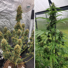 Comprar semillas de cannabis Auto Candy Bubatz XL® | Dutch Passion ES Comprar semillas de cannabis Auto Candy Bubatz XL® | Dutch Passion ES